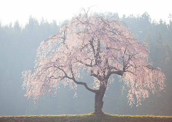 サムネイル画像22