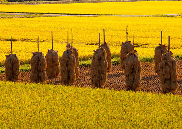 サムネイル画像7