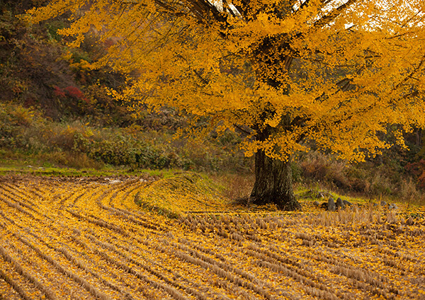 サムネイル画像8